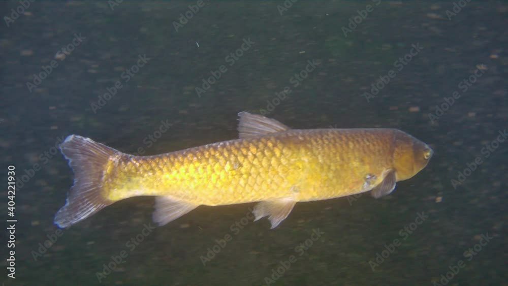 A grass carp Ctenopharyngodon Idella, Underwater footage of an adult large herbivorous freshwater fish in natural habitat.