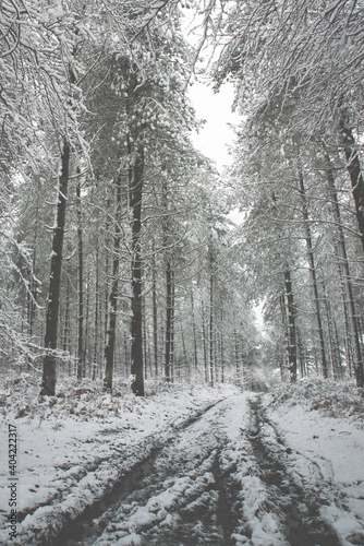 snow covered trees