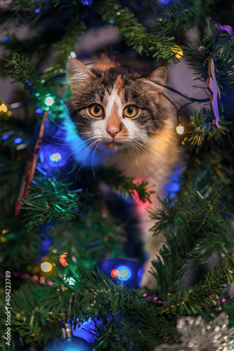 Head of a cat in a christmas tree photo