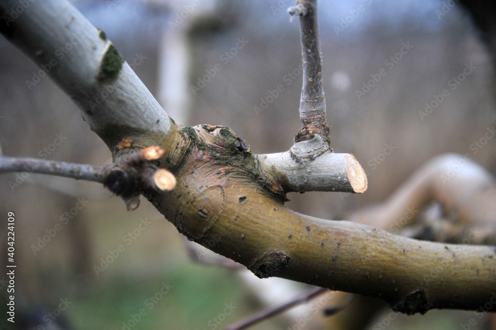 Fresh pruned apple branch in winter Fresh pruned apple branch in winter