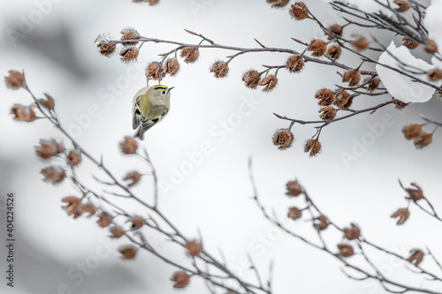 Goldcrest perched on beechnuts with snow on background (Regulus regulus)