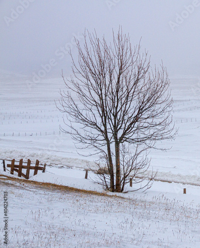 Cloudy afternoon on Jezerska visoravan, Zabljak, National park Durmitor, Montenegro photo