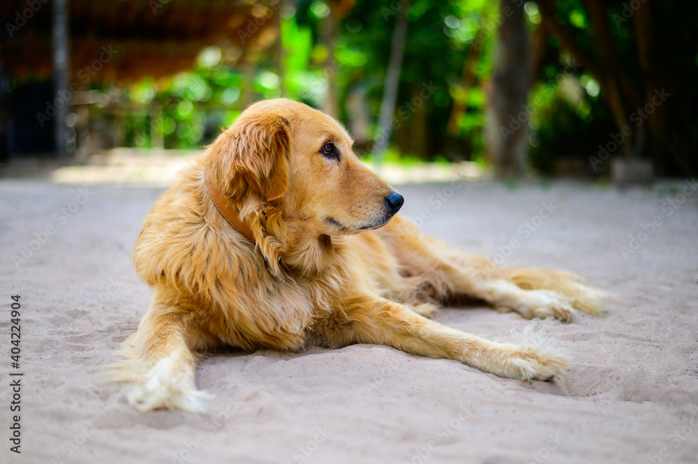 White sand golden retrievers shop