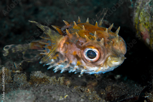 Spiky big eye Porcupinefish on coral reef