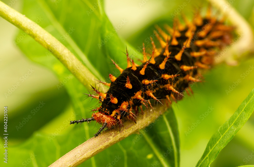A black-orange caterpillar, shallow focus on green leaves A black-orange caterpillar, shallow focus on green leaves