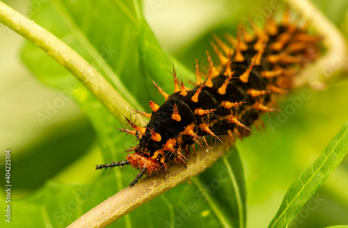 A black-orange caterpillar, shallow focus on green leaves © JakaSuryanta