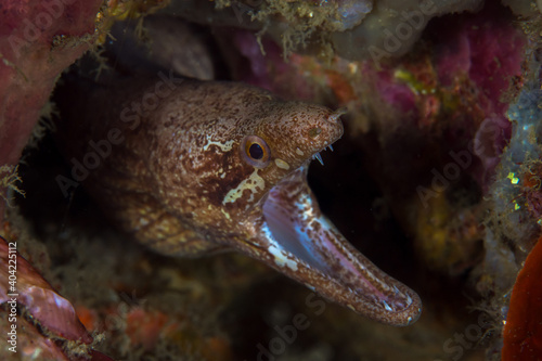  Moray eel head shot on coral reef photo