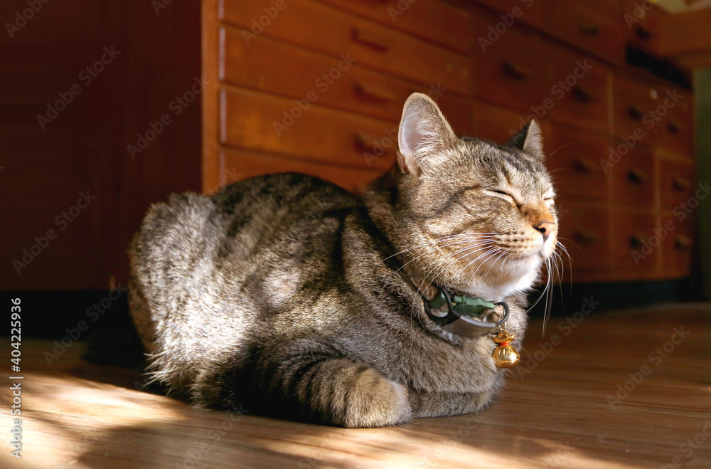 Adorable Tabby Cat Napping in the Cozy Sunlight Shining into Living Room 