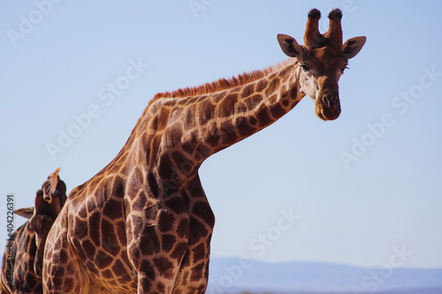 Canvas Print giraffe in the wild