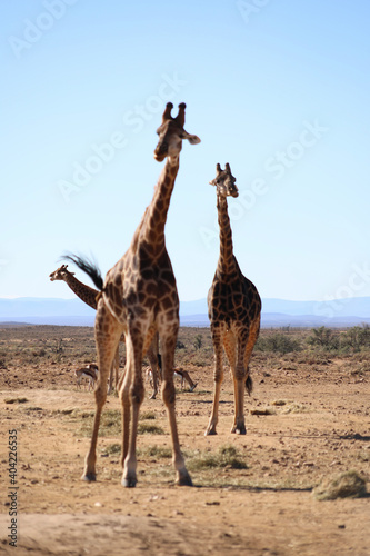 Photography giraffe in the wild
