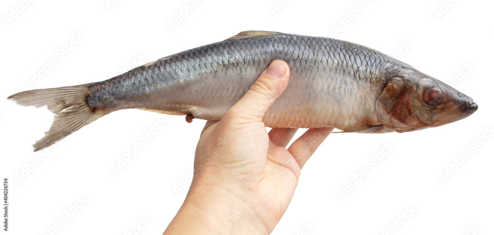Salted herring in hand isolated on white Salted herring in hand isolated on white