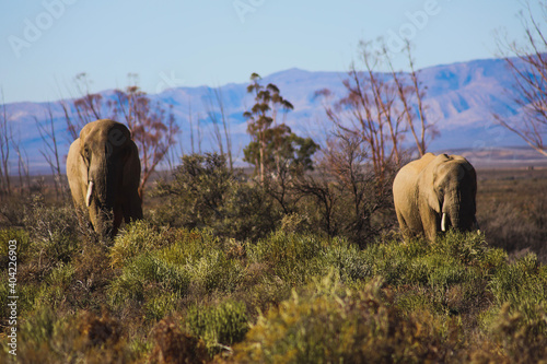Canvas Print elephants in the wild
