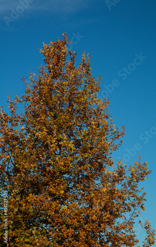 Common oak (Quercus robur) in autumn colors on blue sky