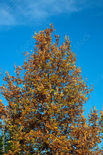 Common oak (Quercus robur) in autumn colors on blue sky