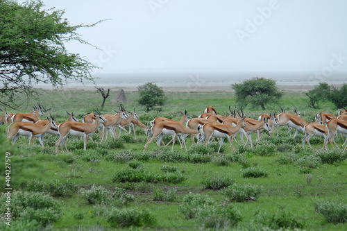 Springbok antelope  Antidorcas marsupialis  in Etosha National Park in Namibia  Africa.