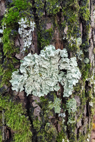 Common greenshield lichen (Flavoparmelia caperata)