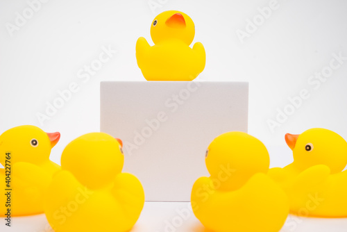 Concept of leadership and teamwork. A group of yellow ducks listening to their leader, isolated on white background.