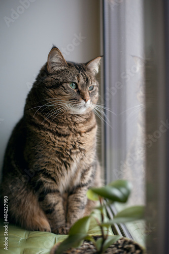 A beautiful gray cat sits on the windowsill and looks out the window. with copy spac