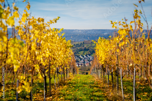 Fototapeta Naklejka Na Ścianę i Meble -  View of small village through vines in late autumn