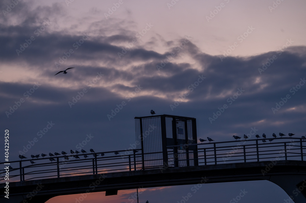 Birds on the bridge at sunset. Black headed gull. Chroicocephalus ridibundus. Group of seagulls in silhouette. Lausanne, Switzerland. Birds on the bridge at sunset. Black headed gull. Chroicocephalus ridibundus. Group of seagulls in silhouette. Lausanne, Switzerland.