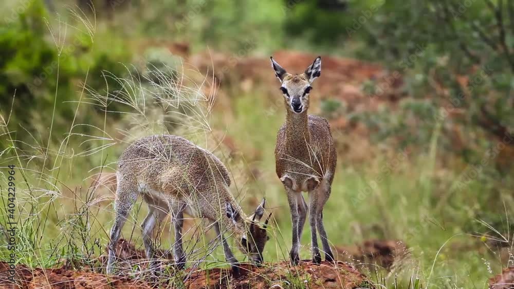 Klipspringer couple standing in termite mound in the wind in Mapungubwe National park, South Africa ; Specie Oreotragus oreotragus family of Bovidae Klipspringer couple standing in termite mound in the wind in Mapungubwe National park, South Africa ; Specie Oreotragus oreotragus family of Bovidae