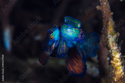 Rainbow colored mandarinfish mating at sunset on coral reef