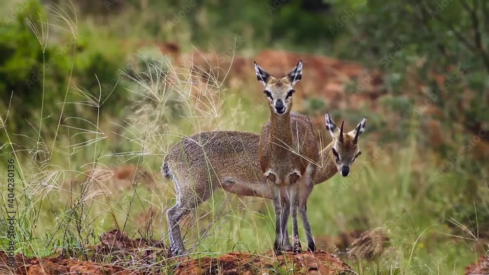 Klipspringer couple standing in termite mound in the wind in Mapungubwe National park, South Africa ; Specie Oreotragus oreotragus family of Bovidae Klipspringer couple standing in termite mound in the wind in Mapungubwe National park, South Africa ; Specie Oreotragus oreotragus family of Bovidae
