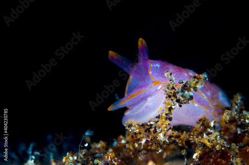 Colorful nudibranch on coral reef in Milne bay photo