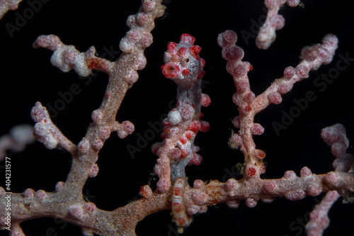 Pink Bargabanti pygmy seahorse - Hippocampus bargibanti photo