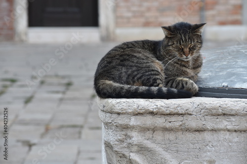 Cute grey white cat sleeping in a sitting position