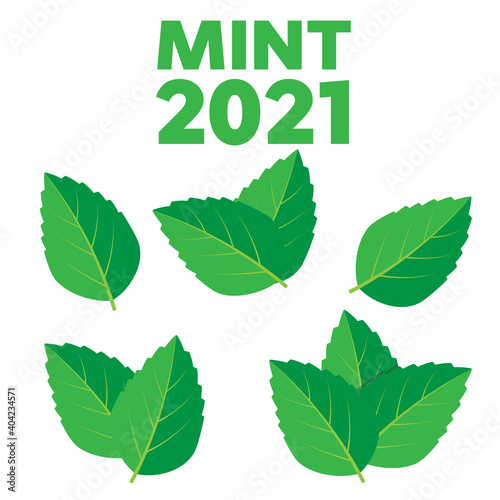 Fresh green tea sprig and mint leaves. Mint leaves vector logo