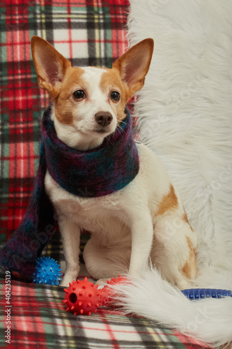 dog with scarf