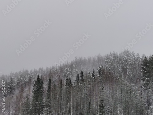 trees in snow in the North of Sweden