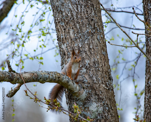 squirrel on tree © Molnets Broder