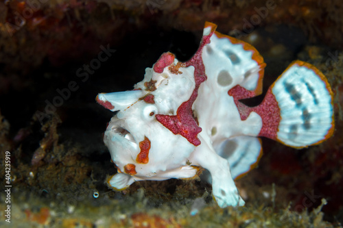 Juvenile warty clown frogfish -  Antennarius maculatus photo