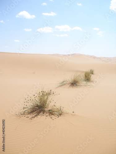 Dunes de sable et plantes - 1