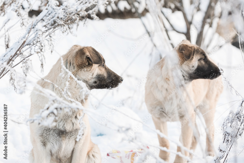Naklejka premium Homeless cute little light puppies on a winter background.