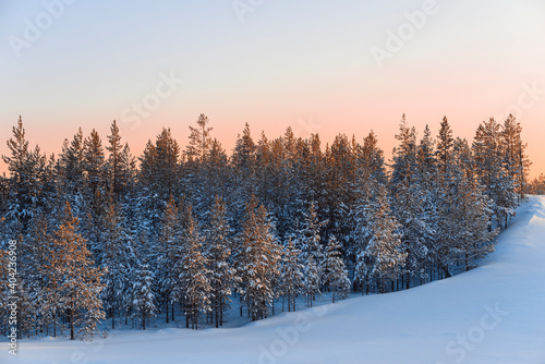 Low pines in the snow of winter forest at sunset in the taiga of Siberia. © Evgenii