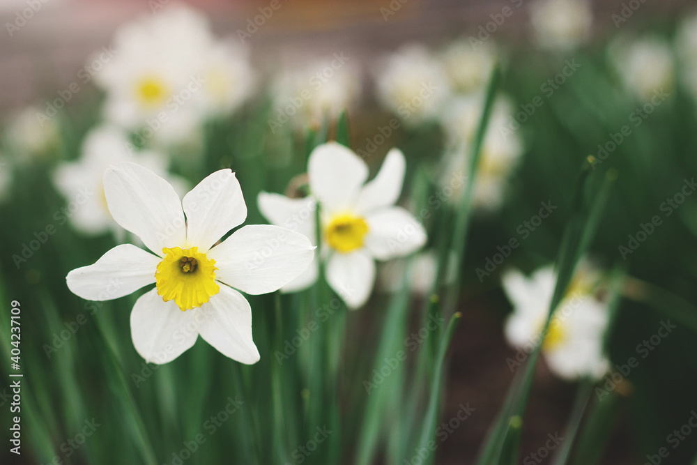 Beautiful flowers of white narcissus glow in morning. Spring flowers in the garden, grass, garden, nature, spring, close-up, free space for text. Beautiful flowers of white narcissus glow in morning. Spring flowers in the garden, grass, garden, nature, spring, close-up, free space for text.