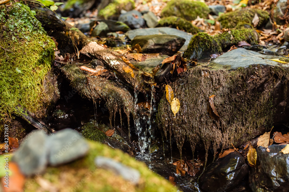 Forest waterfall on mossy stones. Mossy forest waterfall stream. Waterfall in mossy forest. Mossy waterfall view Forest waterfall on mossy stones. Mossy forest waterfall stream. Waterfall in mossy forest. Mossy waterfall view