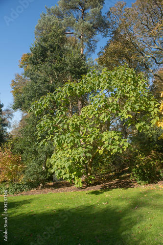 Autumn Foliage of a Sapphire Dragon Tree (Paulownia kawakamii) Growing in a Woodland Garden in Rural Devon, England, UK photo