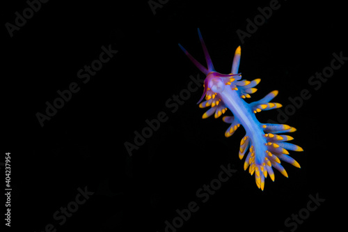 Purple and gold nudibranch swimming through the ocean