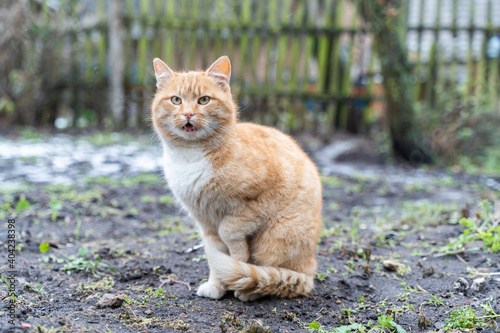 Red Cat Sitting on the Dirty Ground