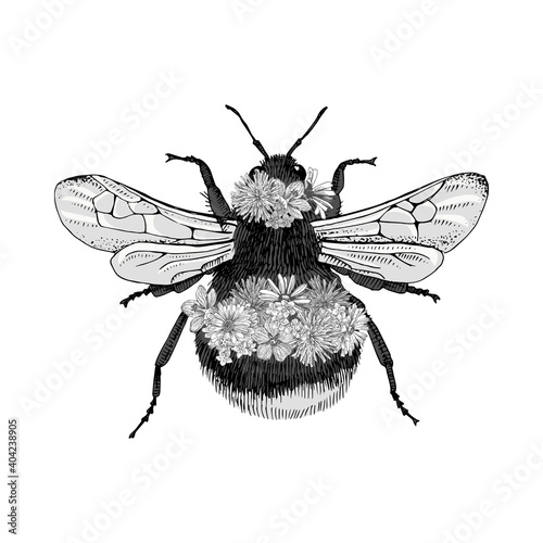 Hand drawn bumblebee isolated on white background