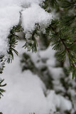 krajobraz zima śnieg widok drzewa zaspy