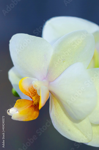 white, yellow phalaenopsis orchid with dewdrop, macro, closeup, on dark background, vertical