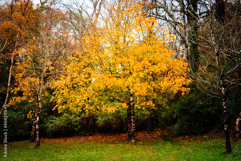 Autumn yellow maple tree on vivid colors forest background