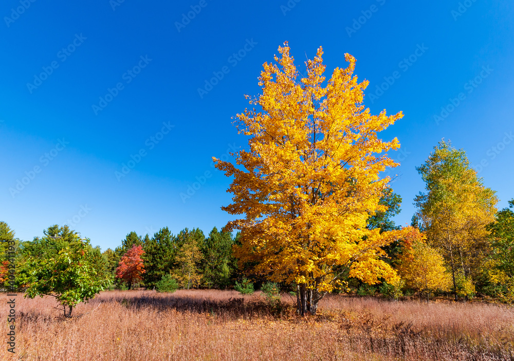 Obraz premium Fall Tree