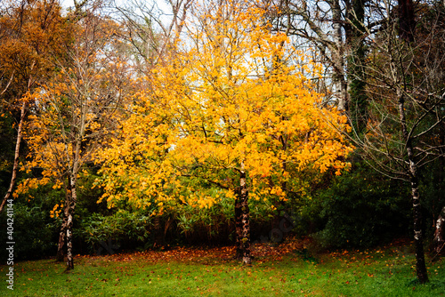 Autumn yellow maple tree on vivid colors forest background