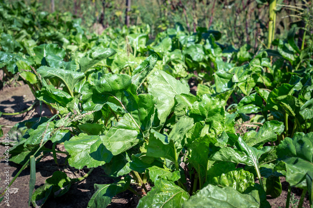 Beet tops. Green tops of sugar beet. Beets growing in the garden. leaves, feed for animals, bio agriculture. Selective focus Beet tops. Green tops of sugar beet. Beets growing in the garden. leaves, feed for animals, bio agriculture. Selective focus